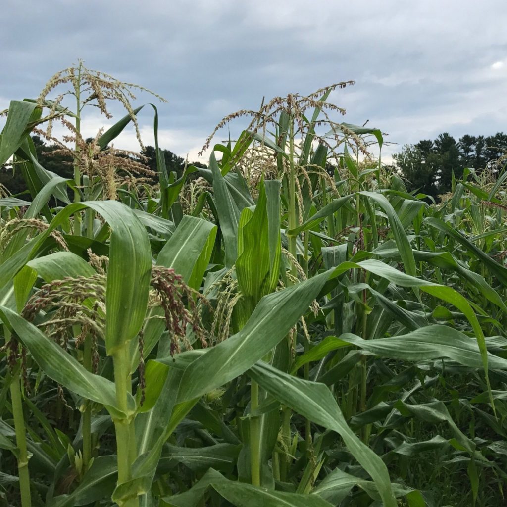 William Hilton plants corn at Sandy Hill